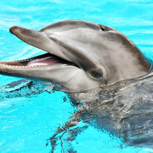 Friendly dolphin
